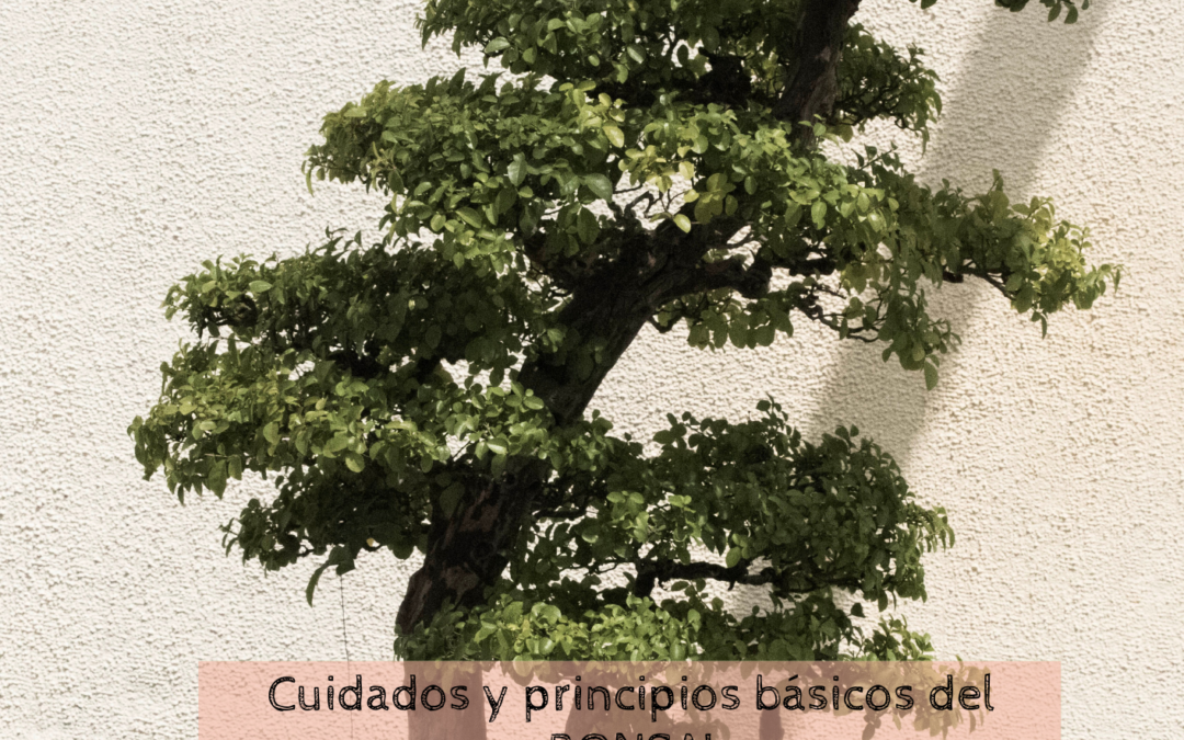 Cuidado y principios básicos del bonsai