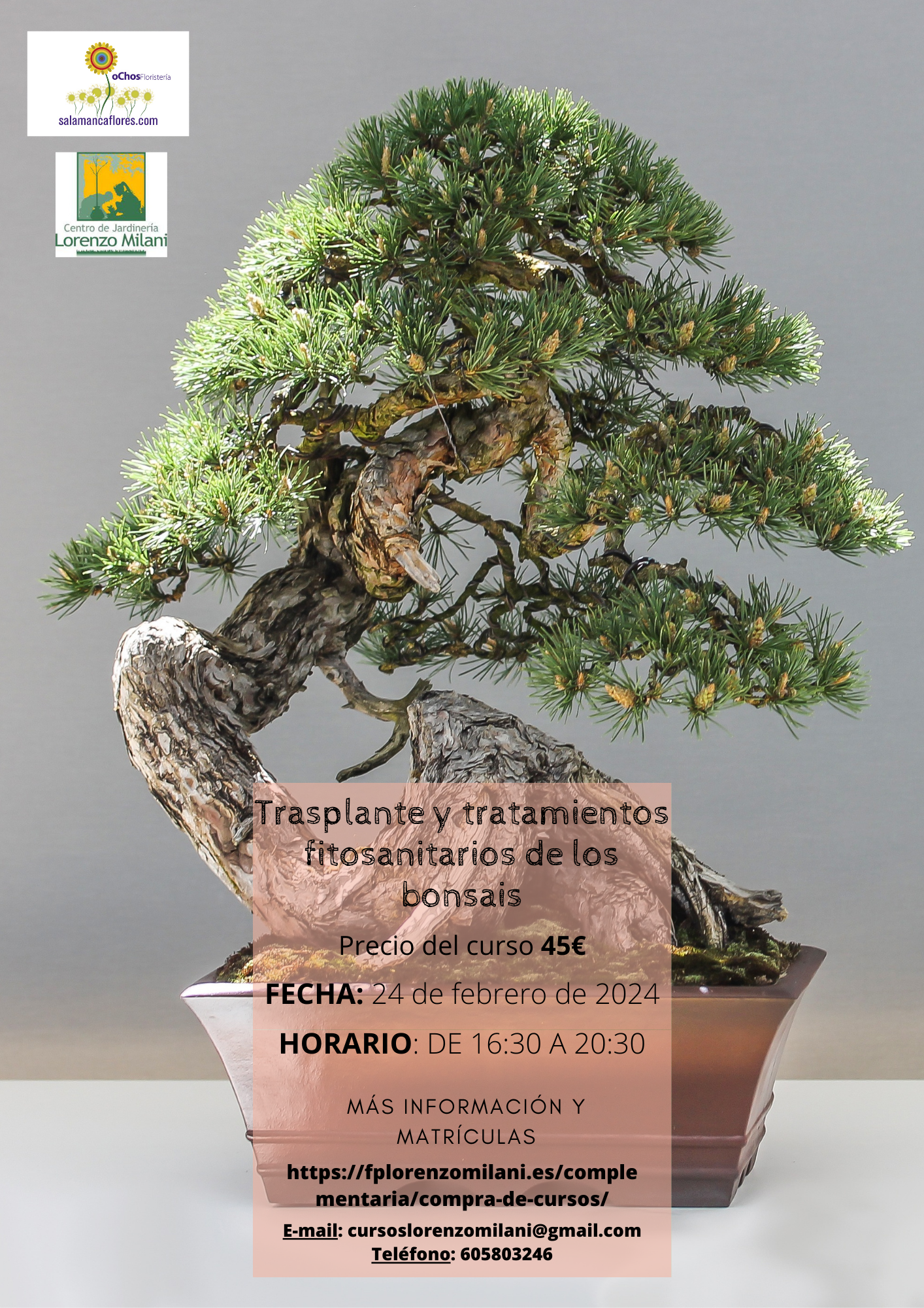 Trasplante y manejo fitosanitario en los bonsáis