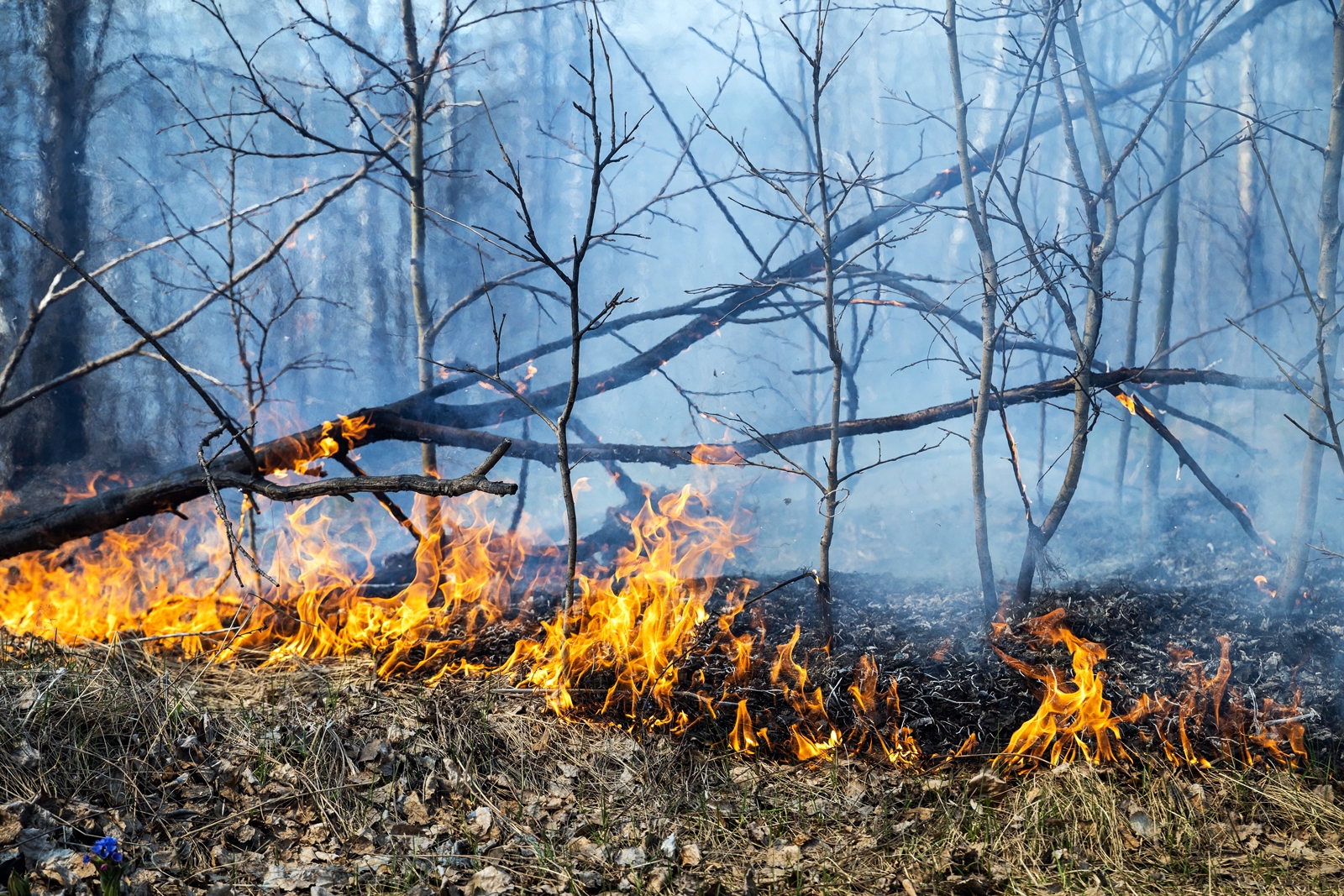 Investigación de incendios forestales